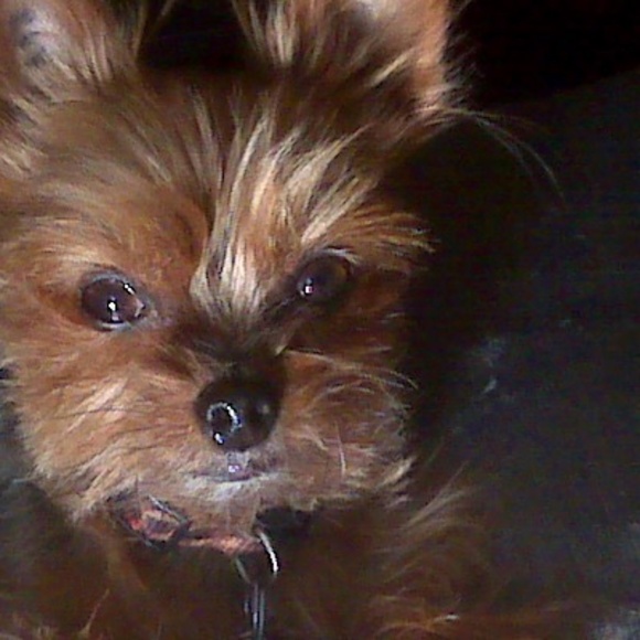 Meet your Posher, Lisa - Picture 1 of 1